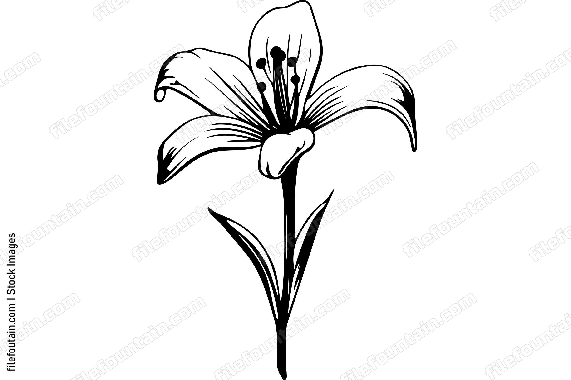 Lily Flower