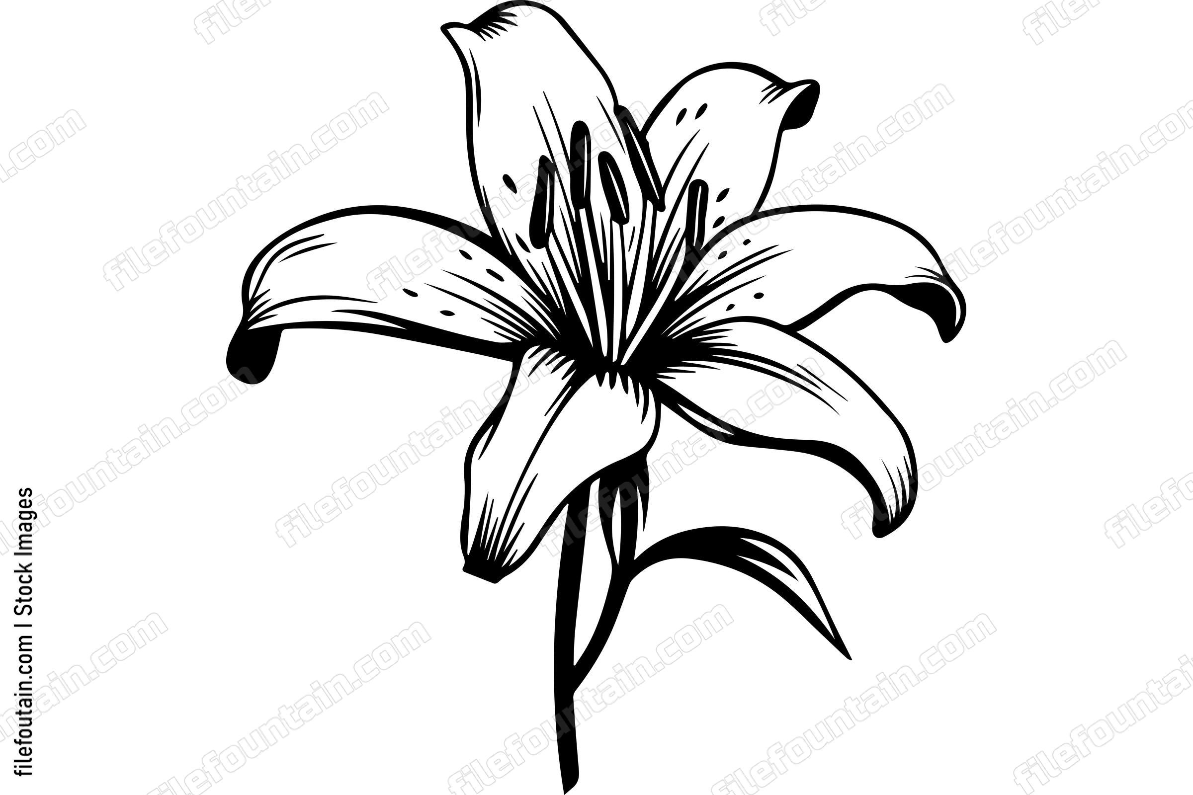 Lily Flower