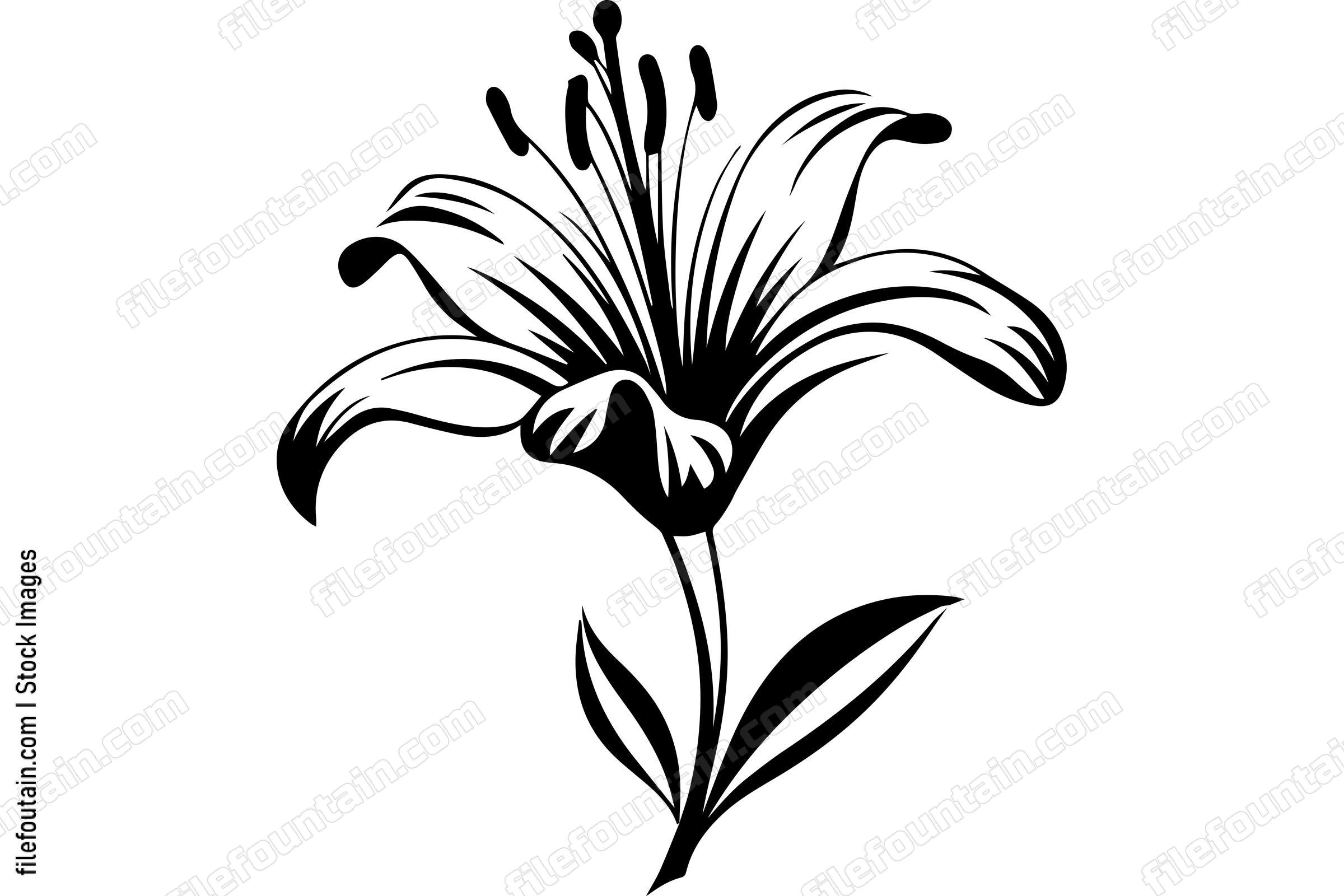 Lily Flower