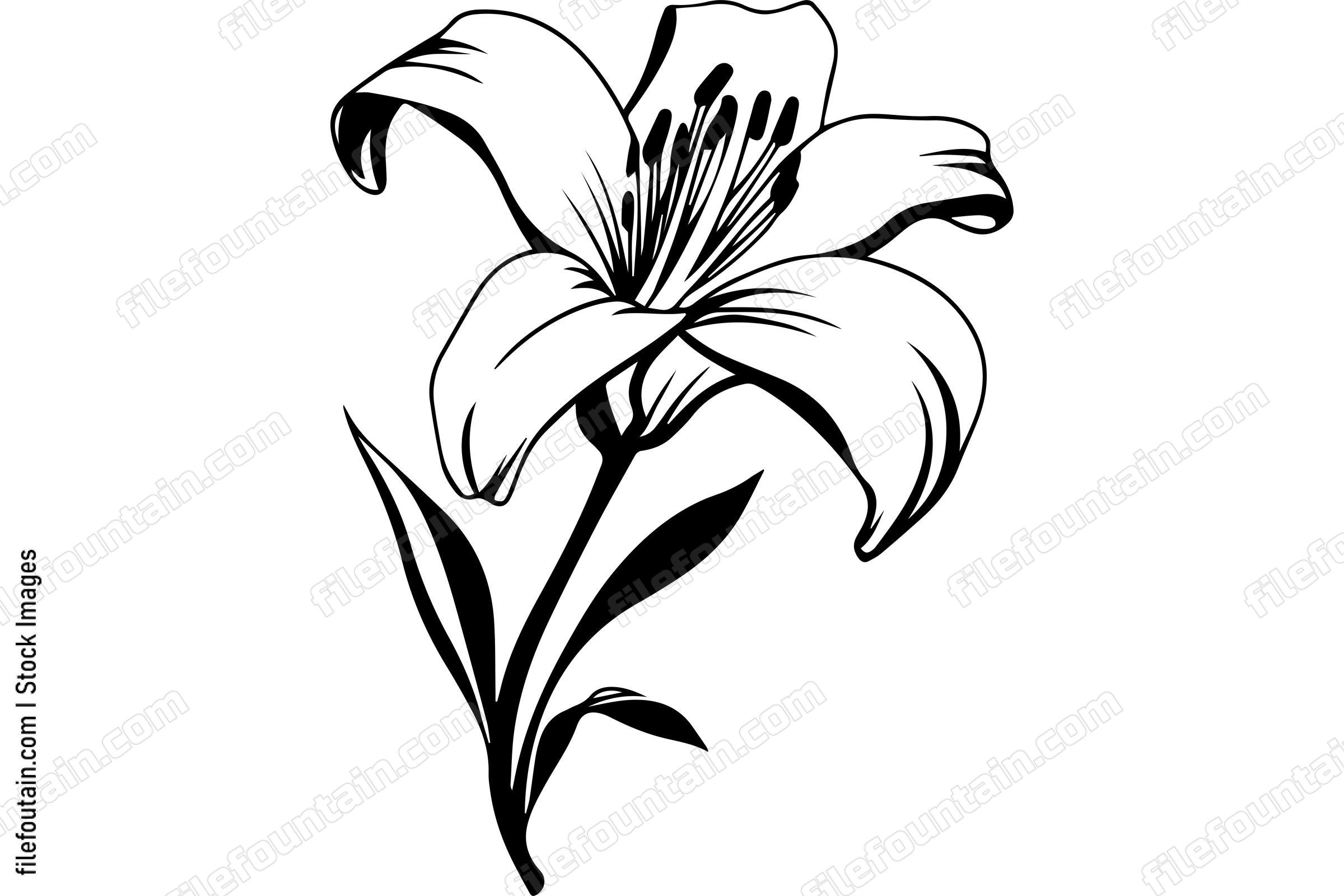 Lily Flower