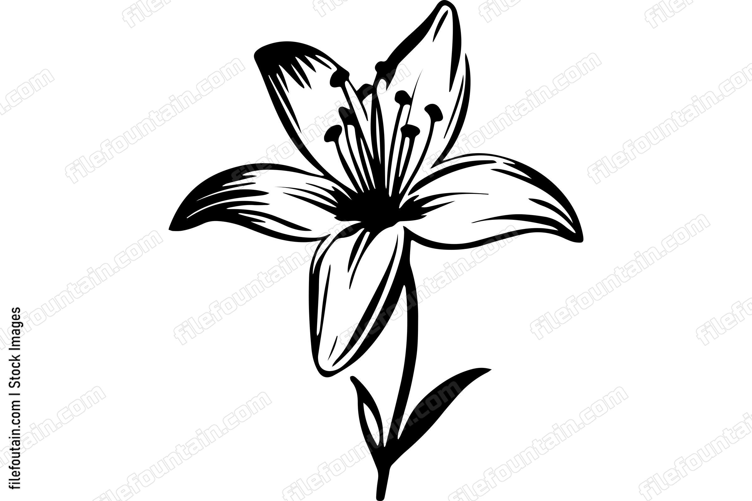 Lily Flower