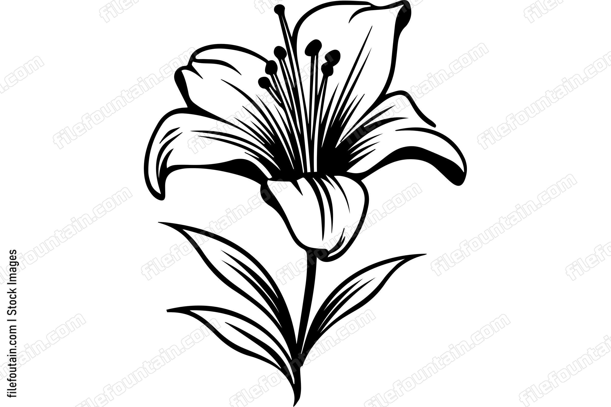 Lily Flower