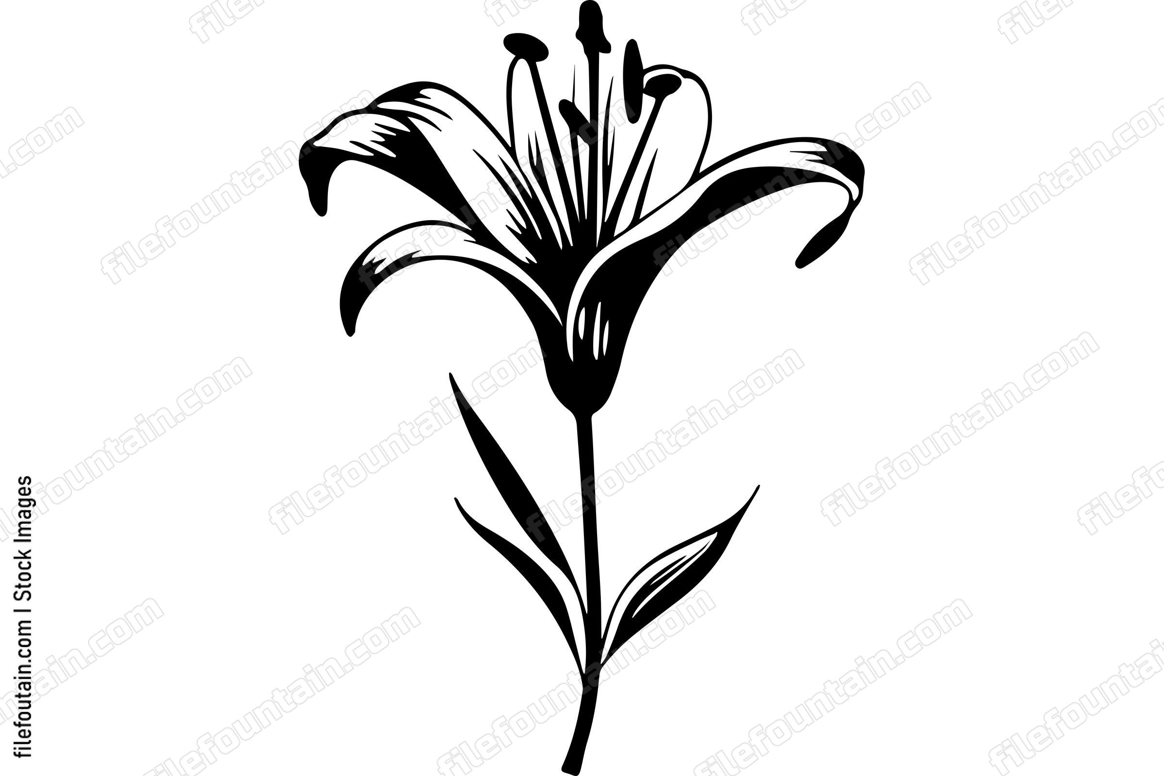 Lily Flower