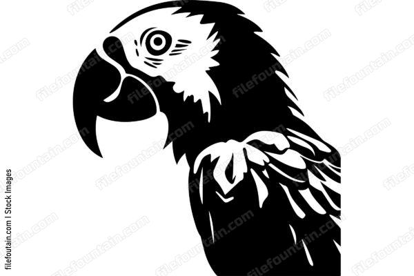 Macaw