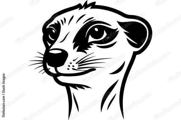 Meerkat