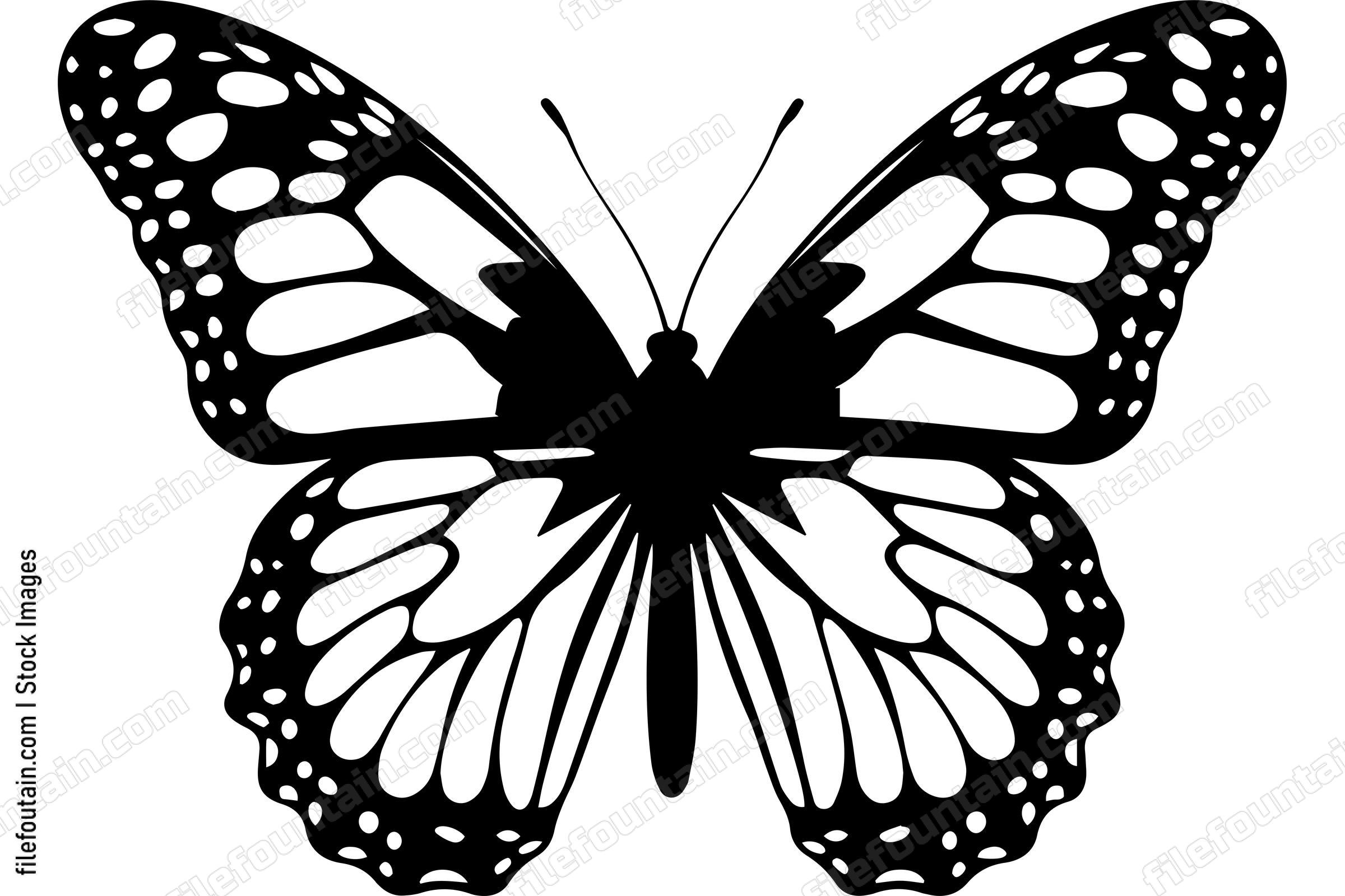 Monarch Butterfly
