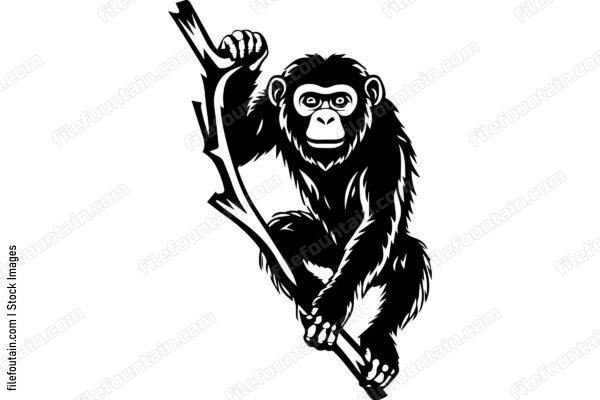 Monkey On A Tree Branch