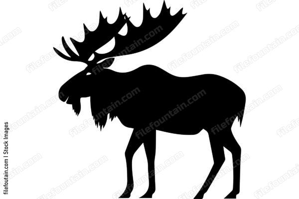 Moose