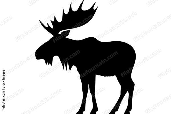 Moose