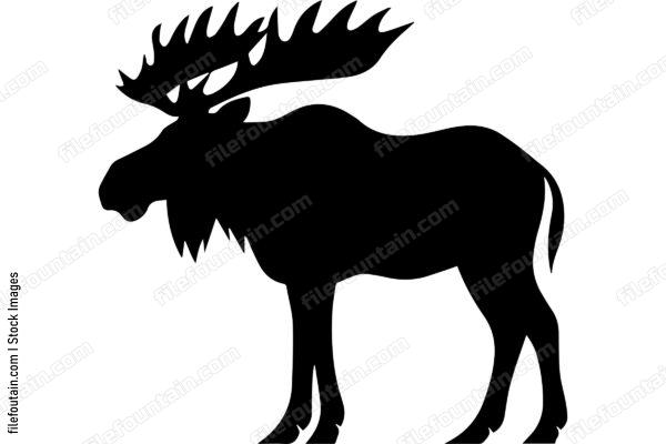 Moose