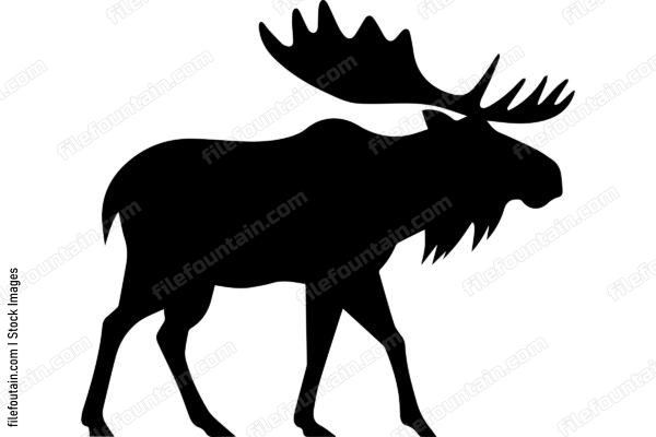 Moose