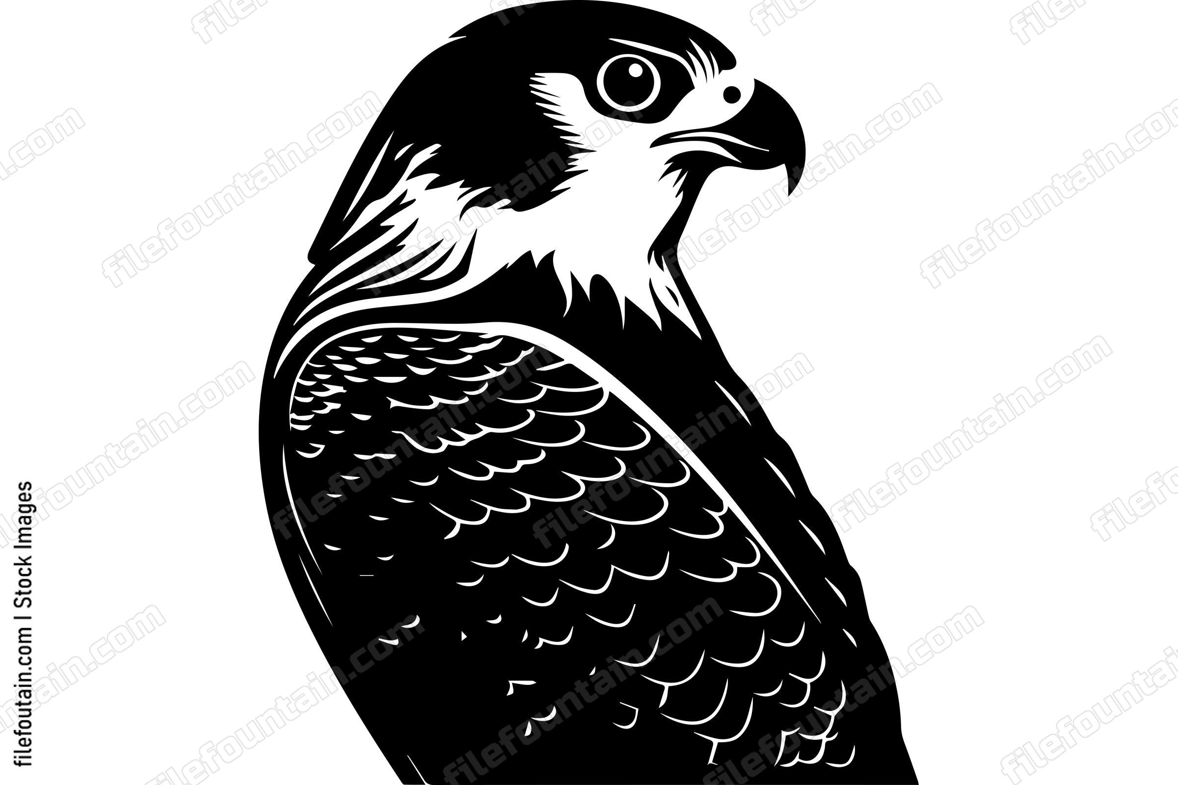 Peregrine Falcon