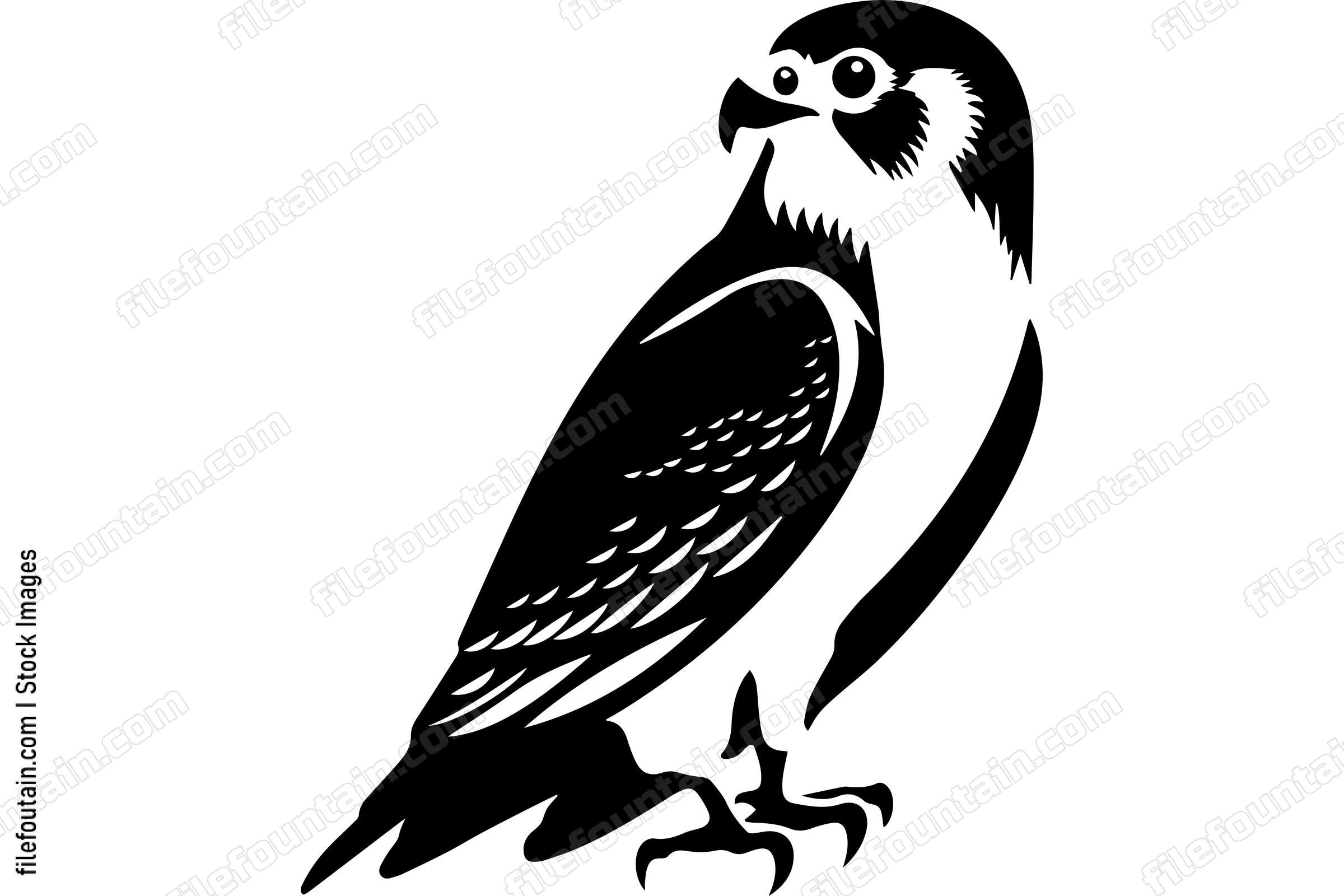 Peregrine Falcon