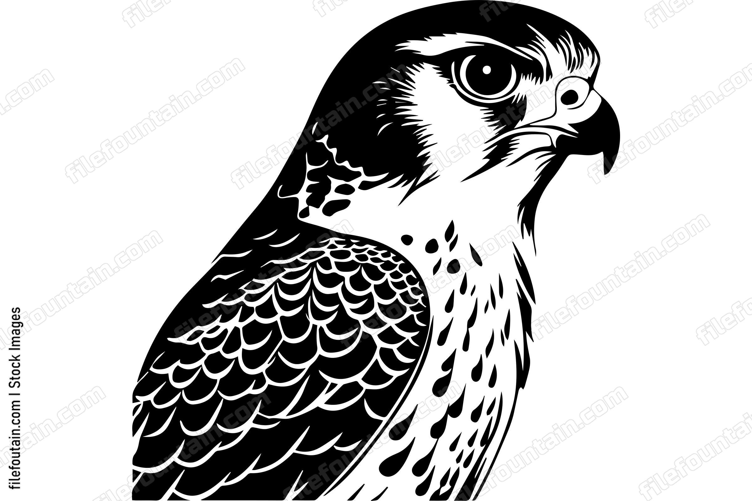 Peregrine Falcon