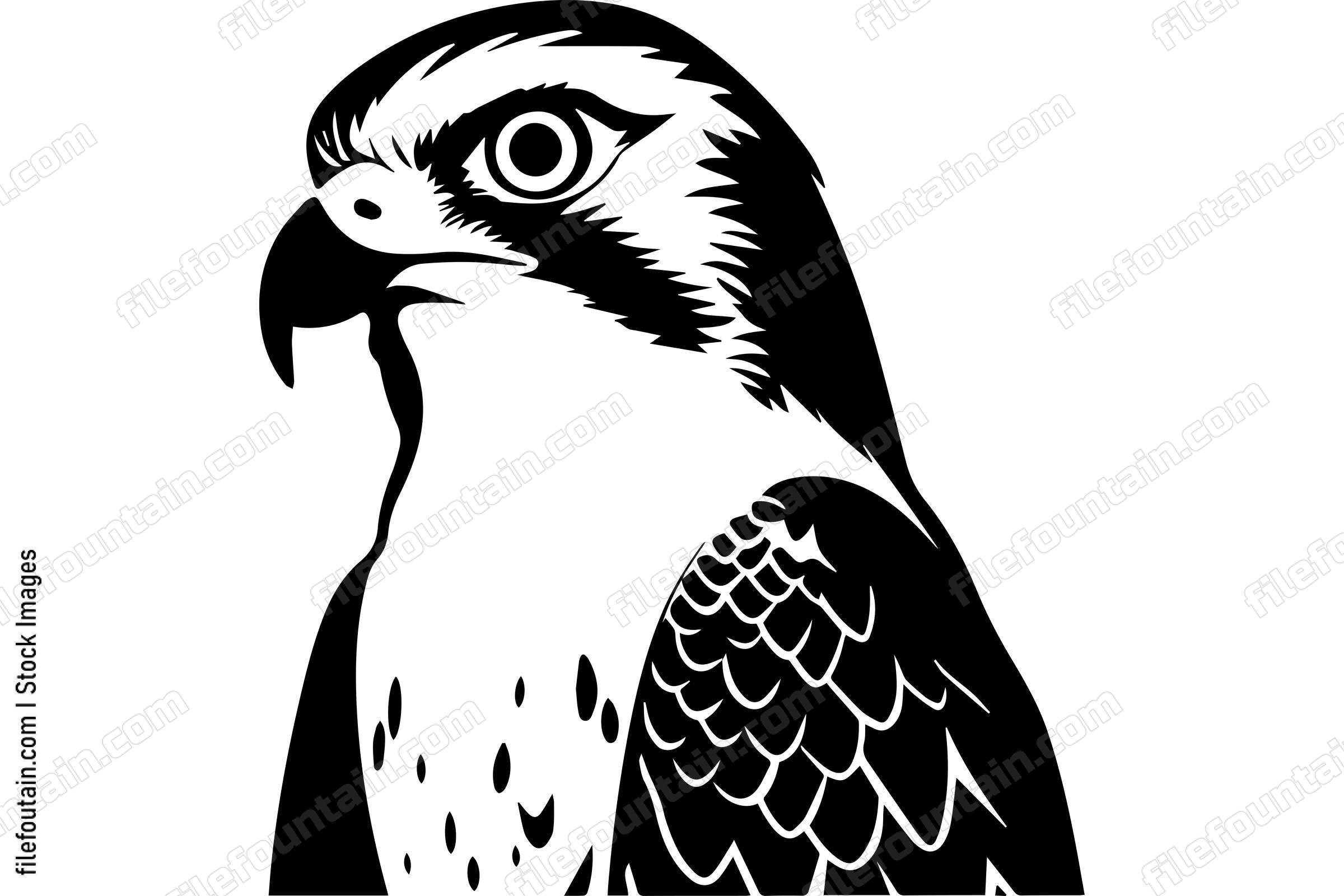 Peregrine Falcon
