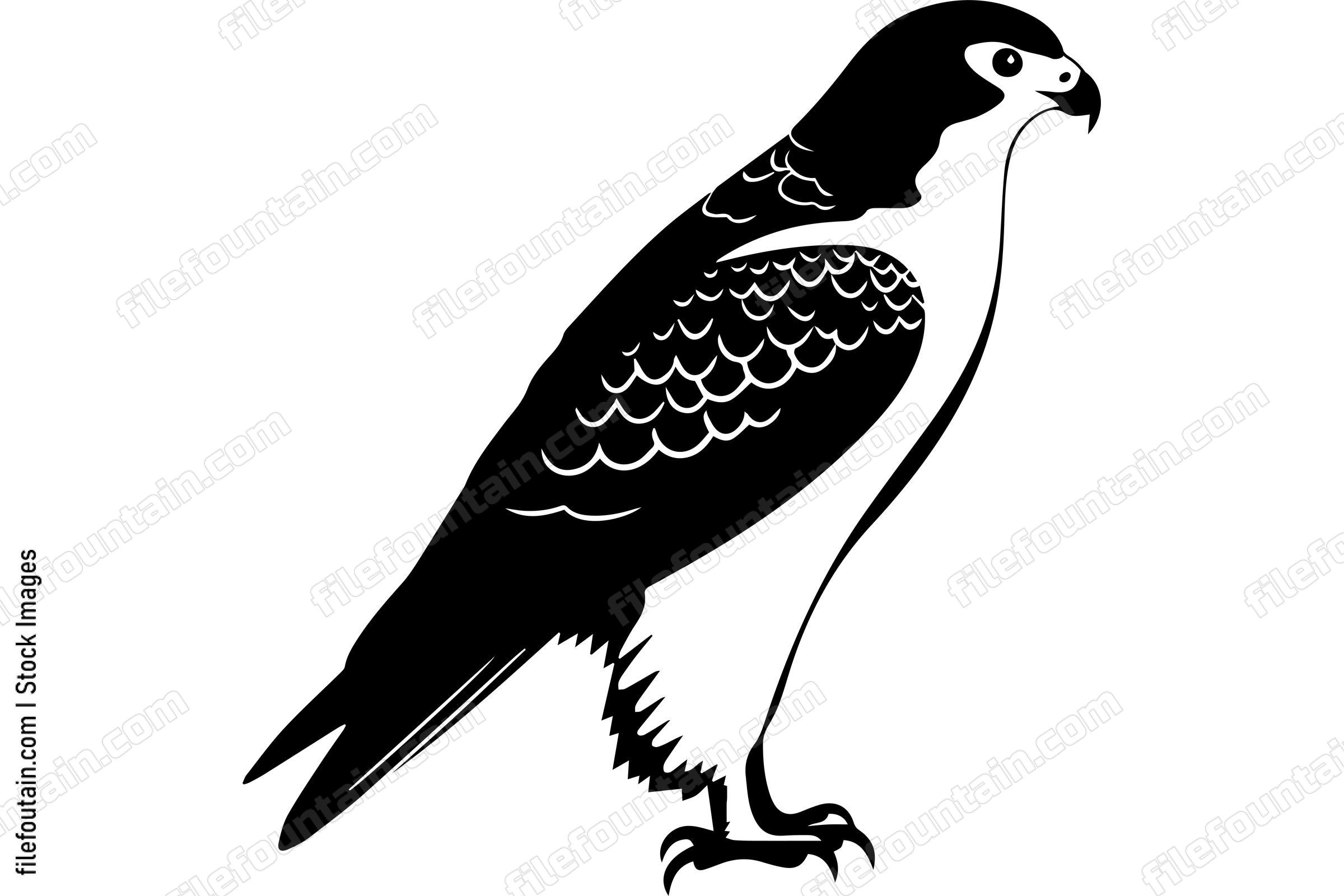 Peregrine Falcon