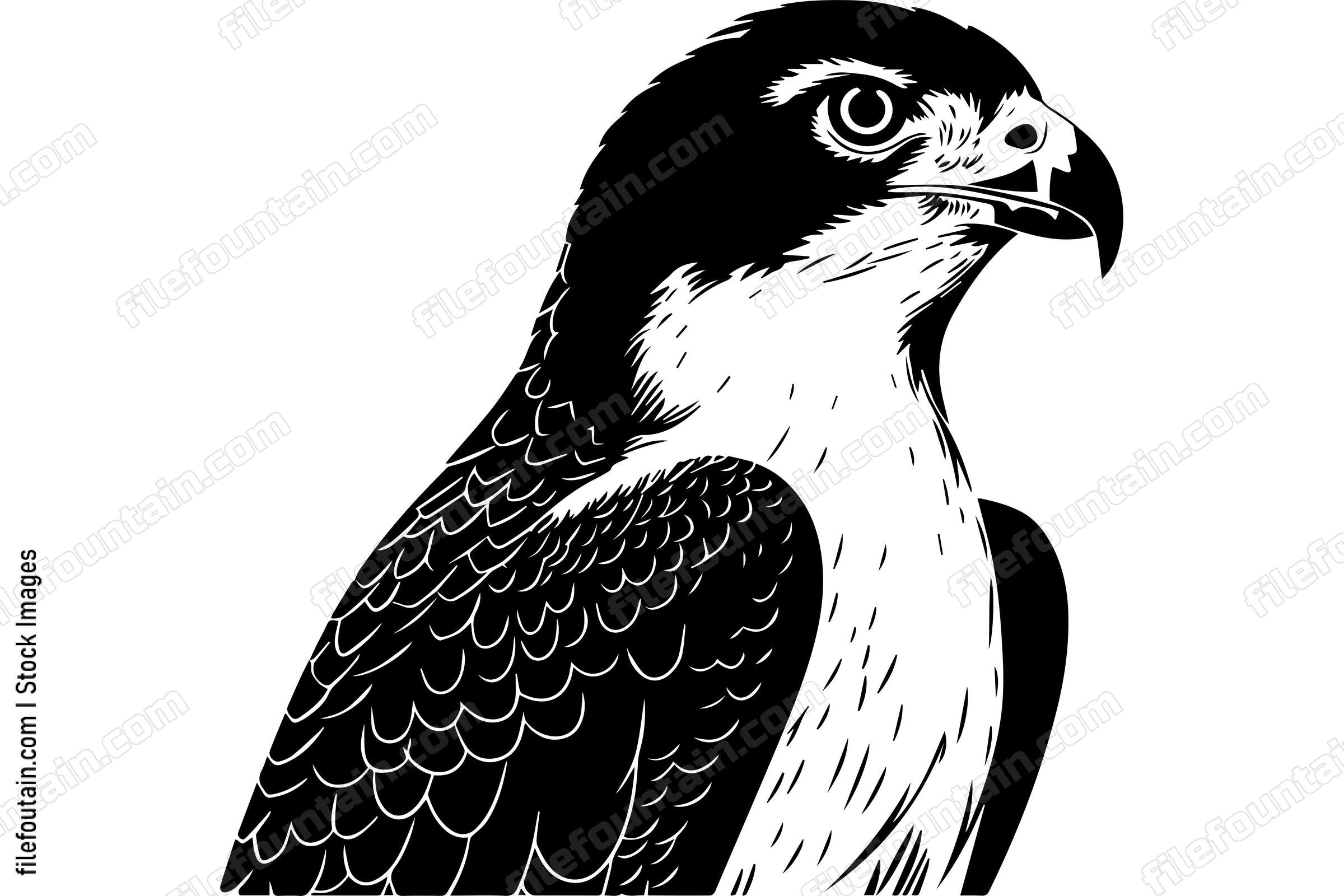 Peregrine Falcon