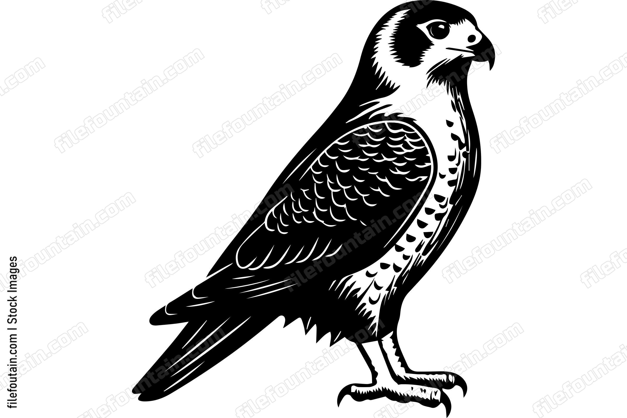 Peregrine Falcon