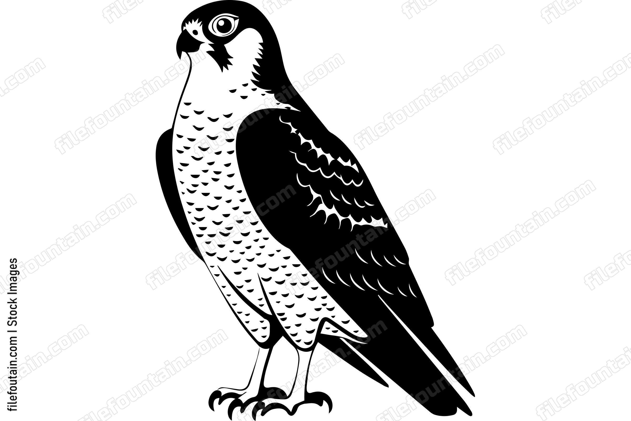 Peregrine Falcon