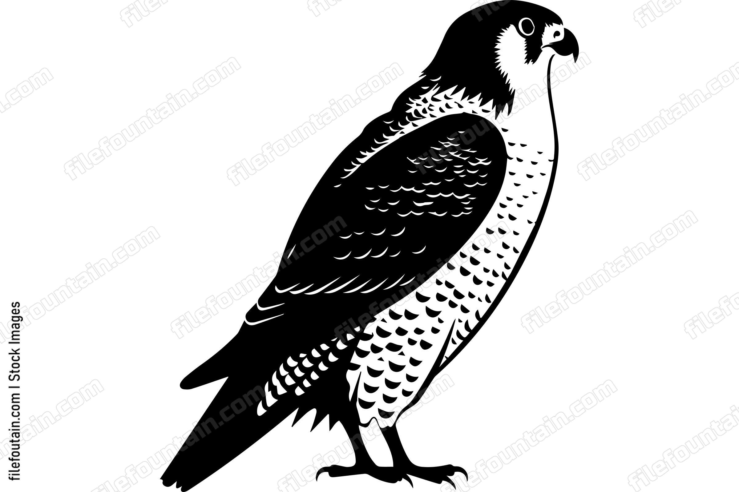 Peregrine Falcon