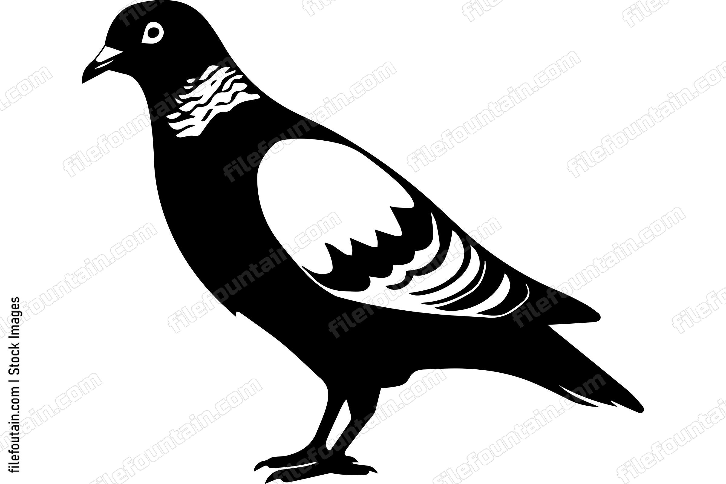 Pigeon
