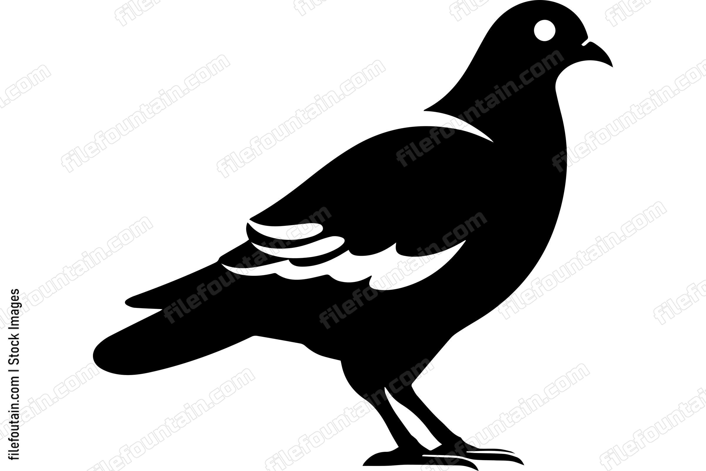 Pigeon