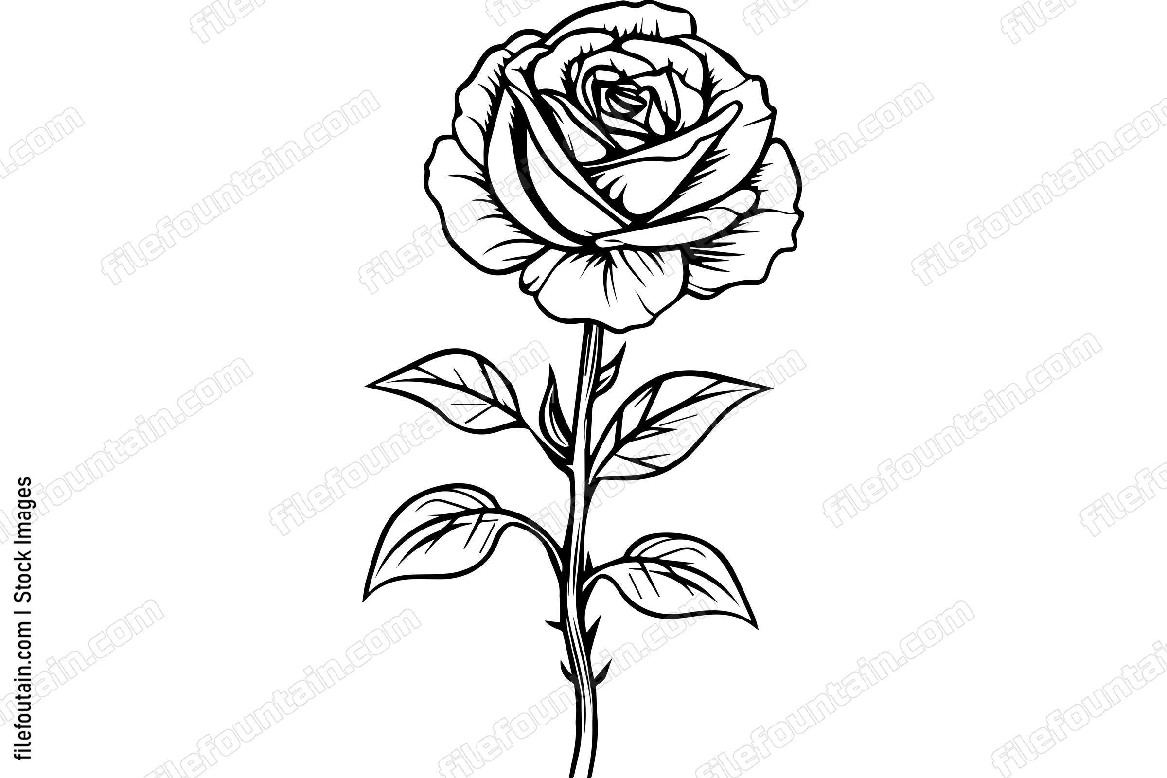 Rose Flower