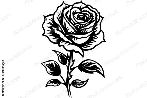 Rose Flower