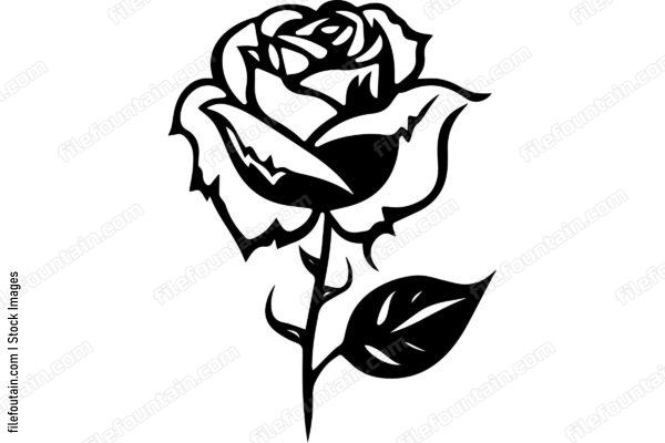 Rose Flower