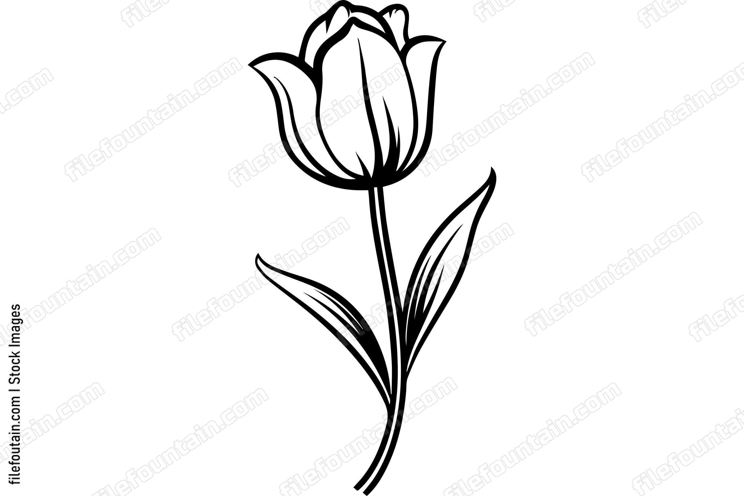 Tulip