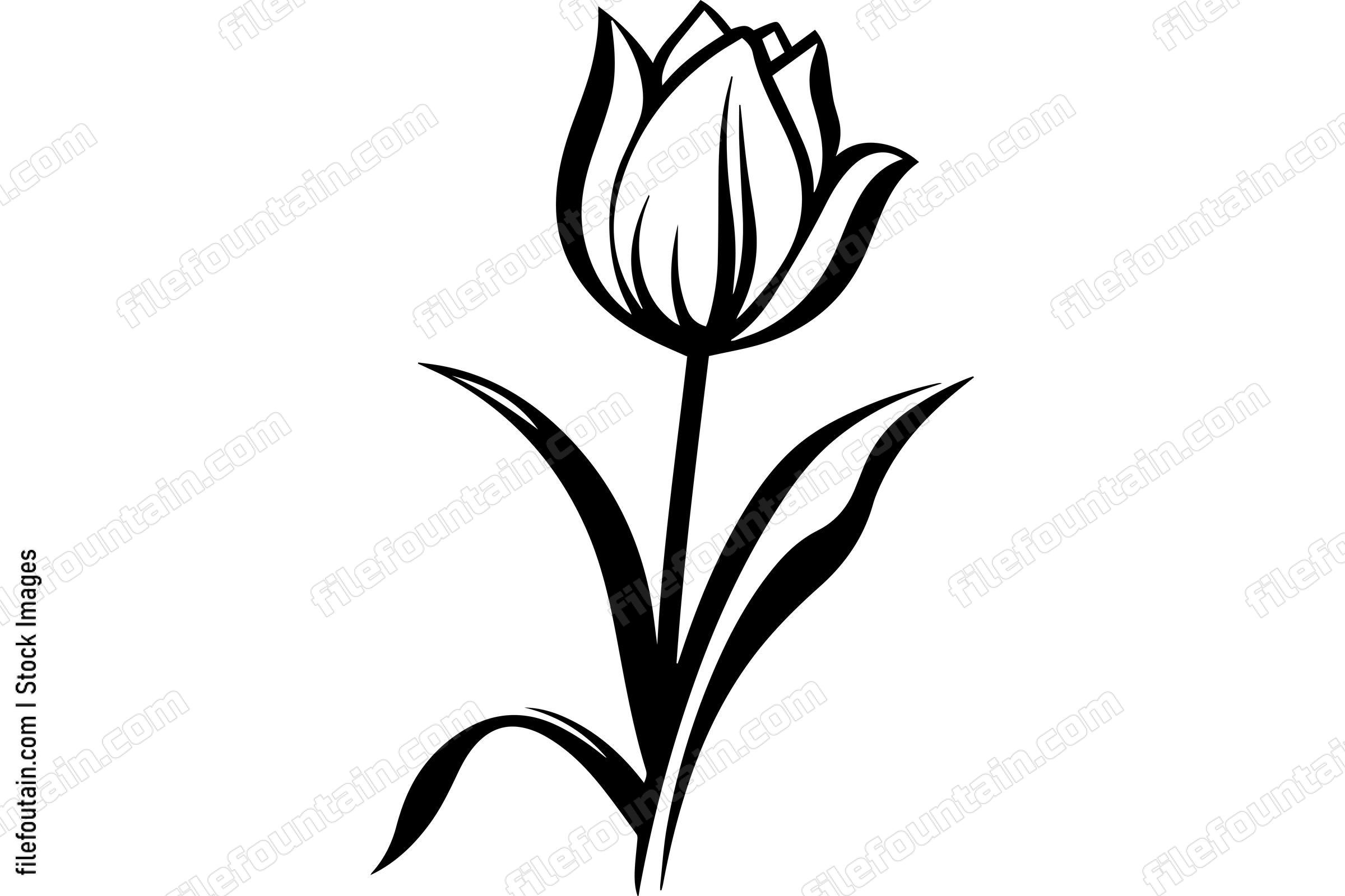 Tulip