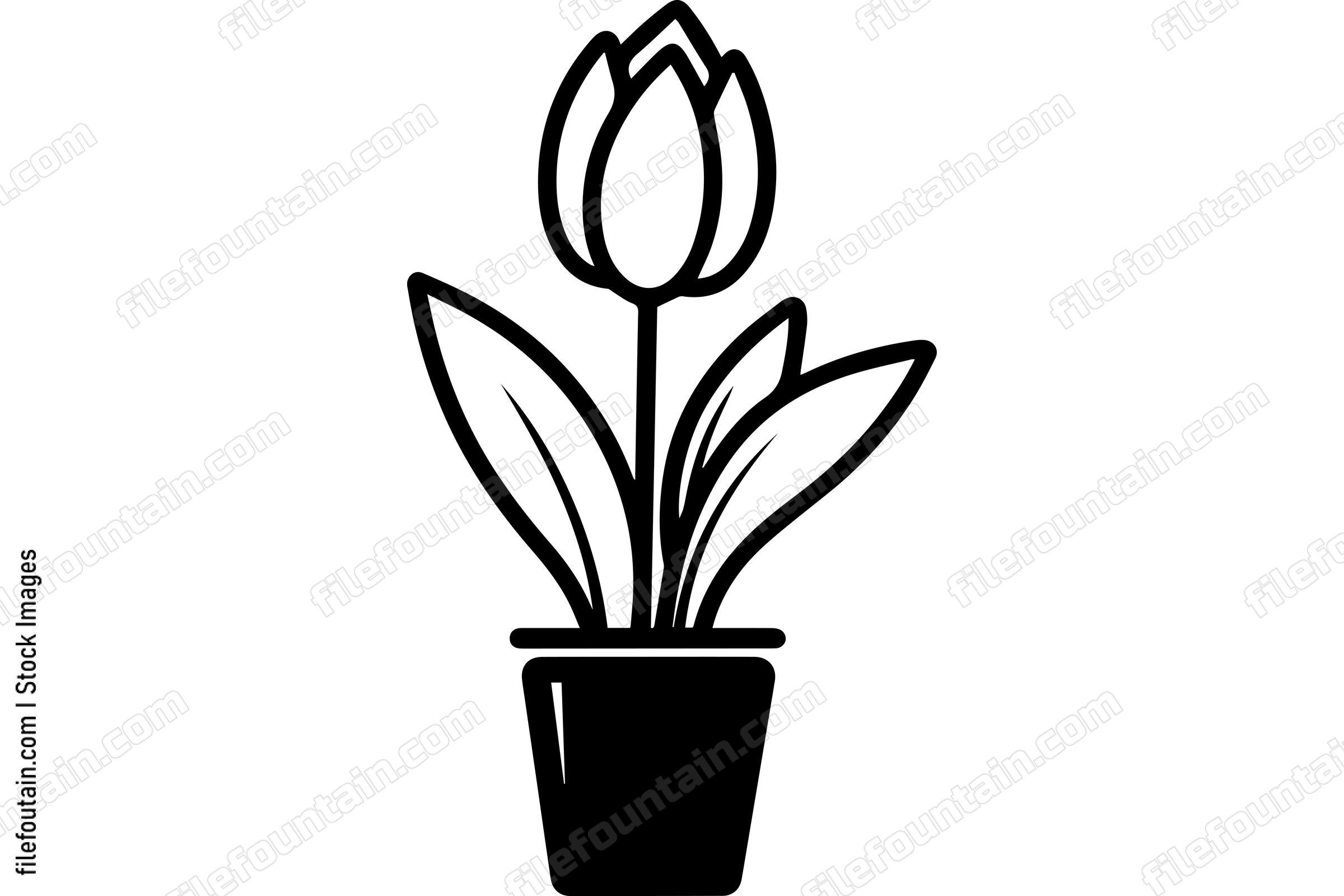 Tulip