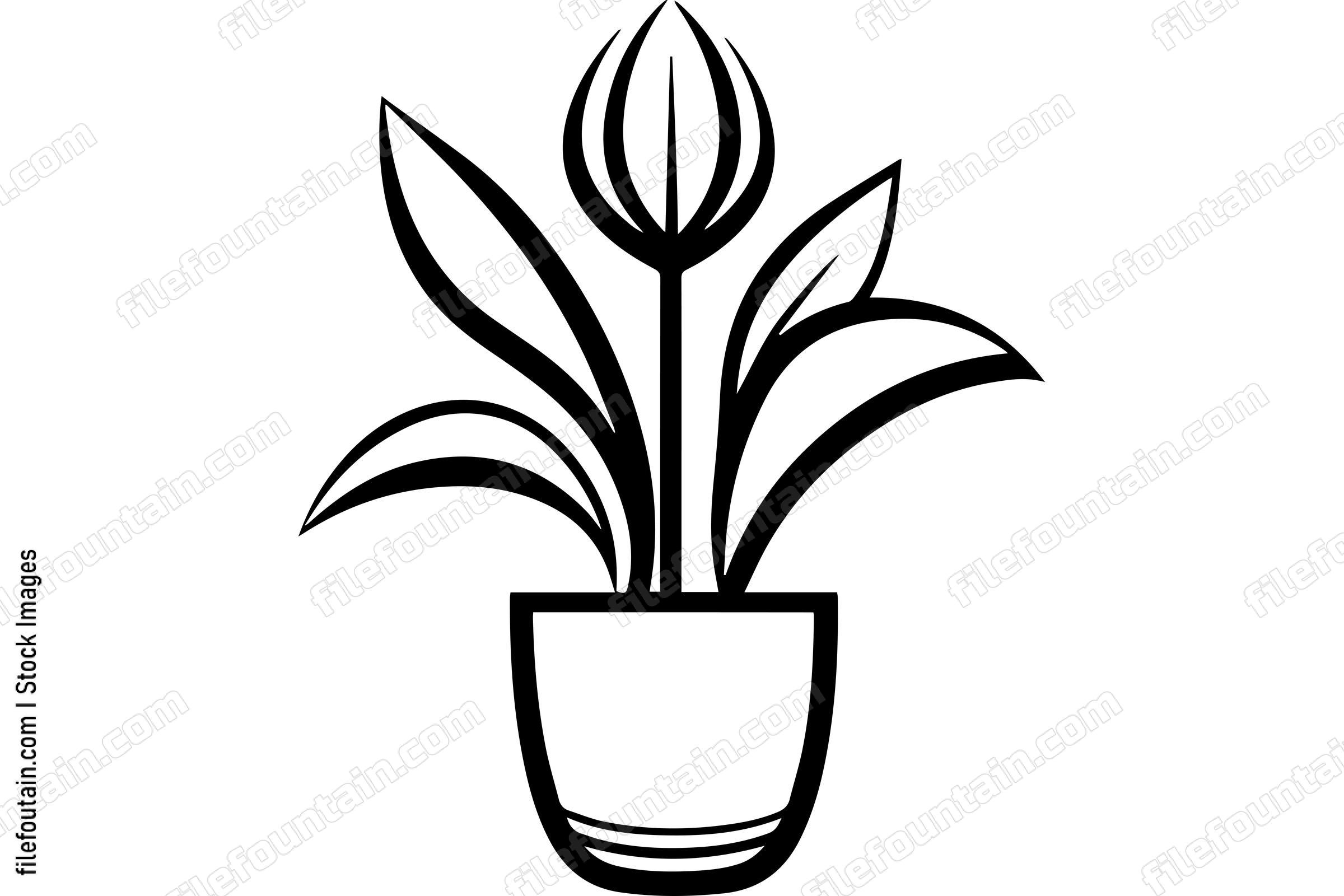 Tulip