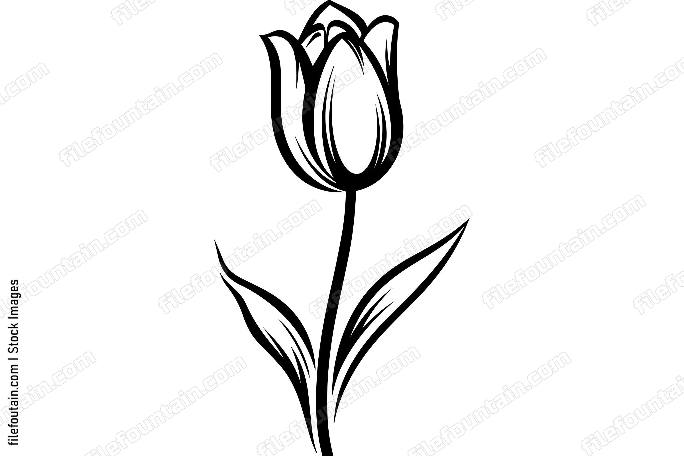 Tulip