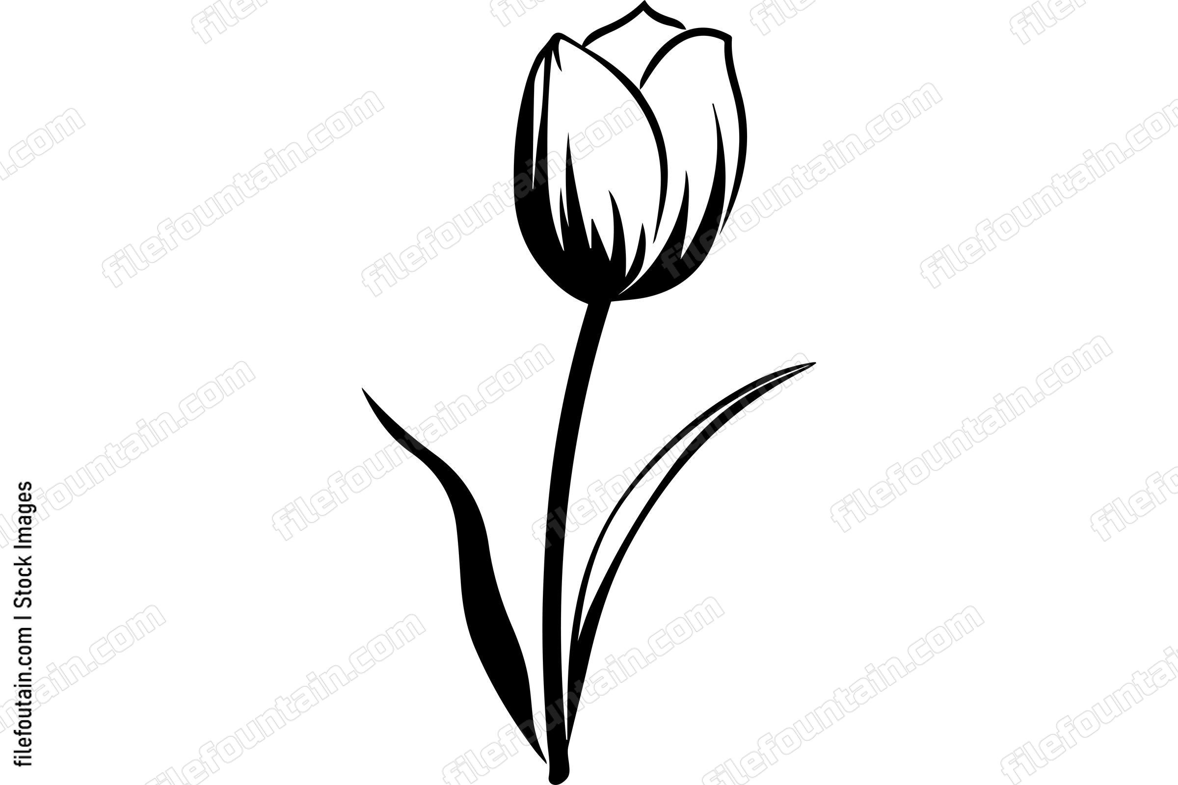 Tulip
