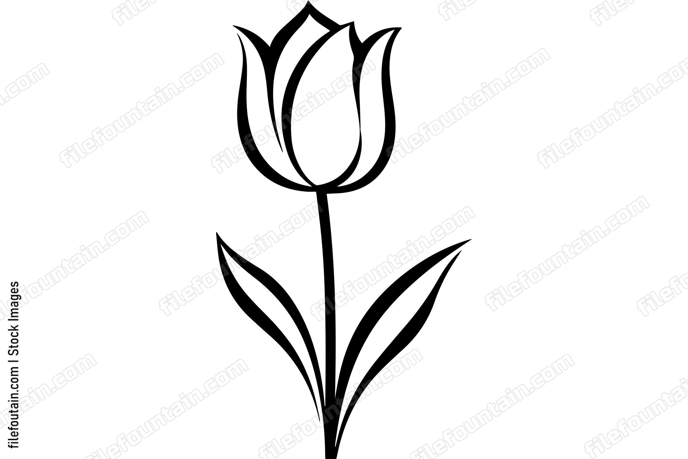 Tulip
