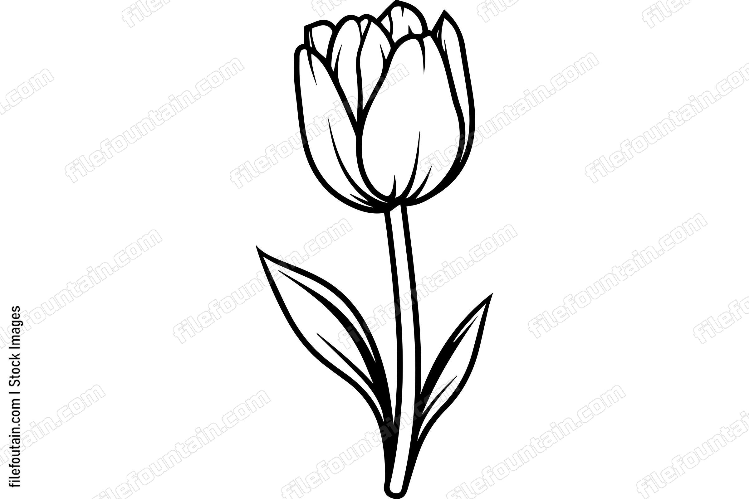 Tulip