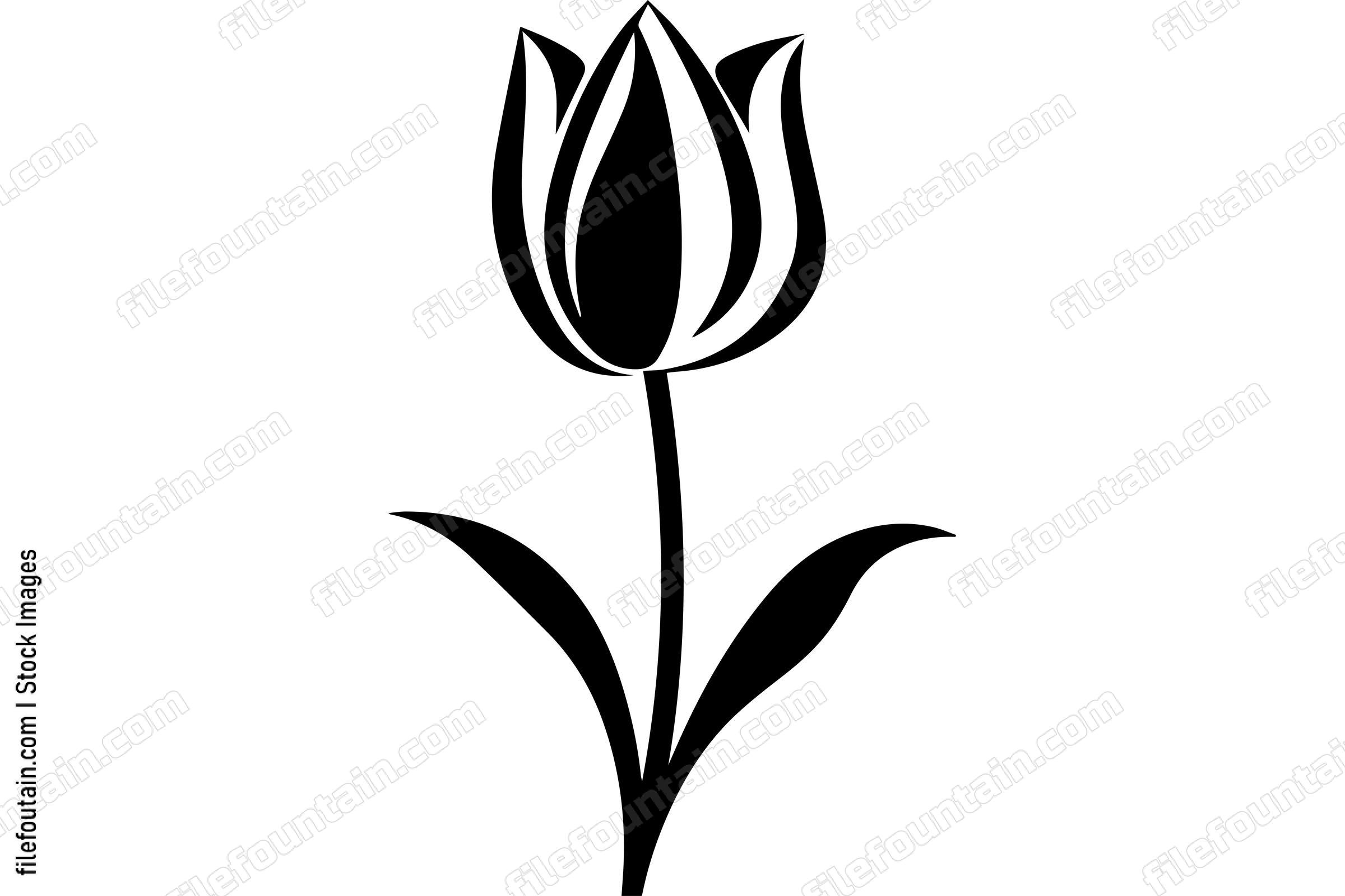 Tulip