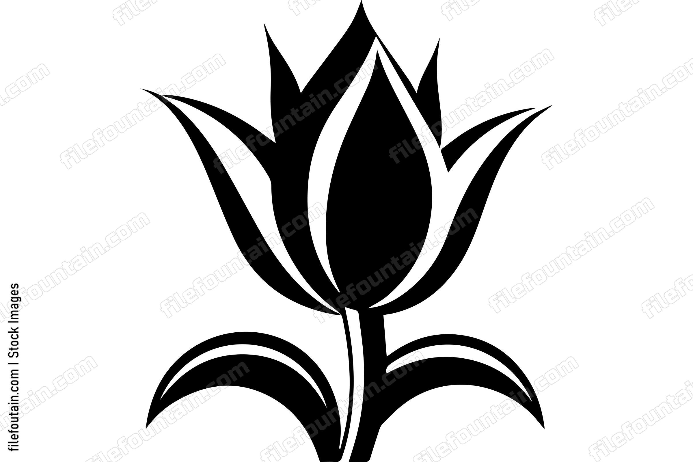 Tulip Flower