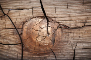 Cracked Wood