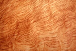 Maple wood grain