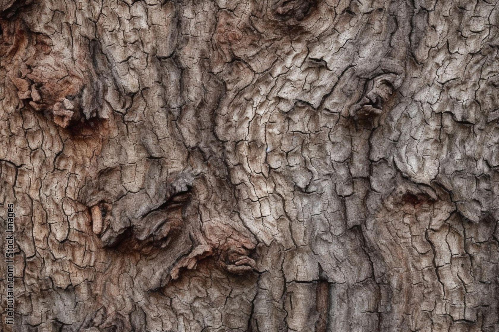 Rough Bark