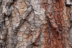 Rough Bark