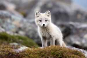 Arctic Fox