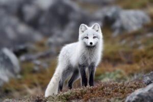 Arctic Fox