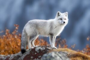 Arctic Fox