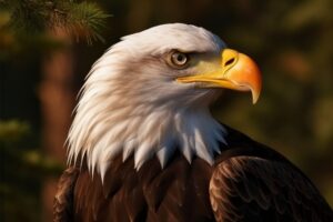 Bald Eagle