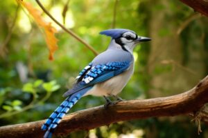 Blue Jay