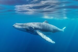 Blue Whale
