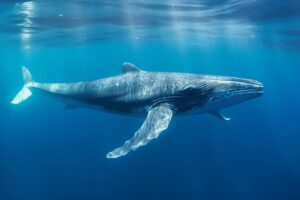 Blue Whale